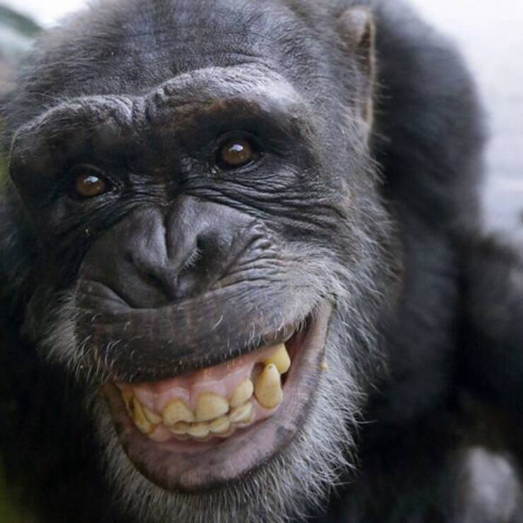 schimpanse-chef.jpg