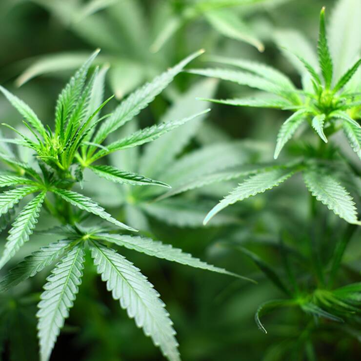Cannabis