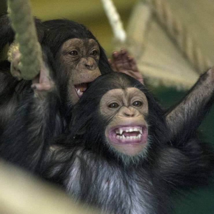 Lachen_Grinsen_Affe.jpg
