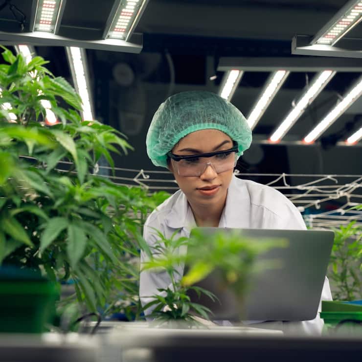 Der Markt für Marihuana wächst zwar kräftig, die niedrigen ­Eintrittshürden drückten aber auf die Preise.