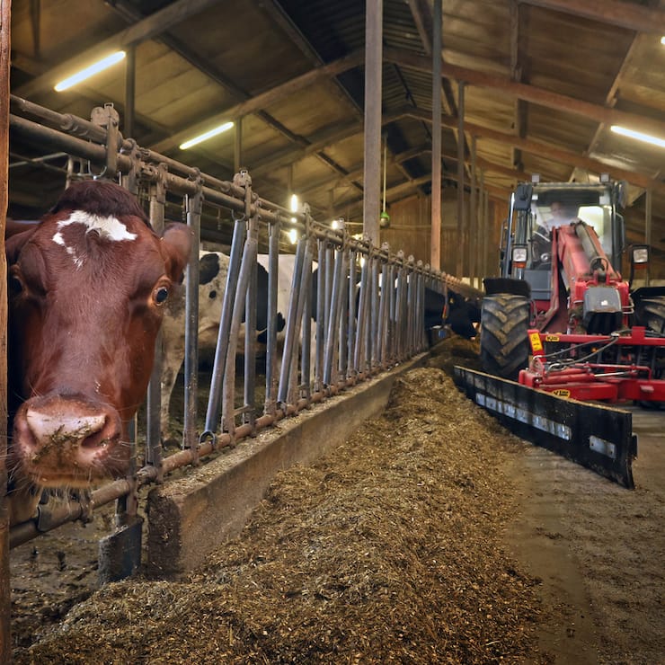 DEUTSCHLAND LANDWIRTSCHAFT - KUHSTALL