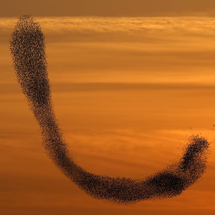 epa06494330 A flock of starling birds fly in formation at sunset near the Arab town of Rahat, southern Israel, 03 February 2018. EPA/ABIR SULTAN