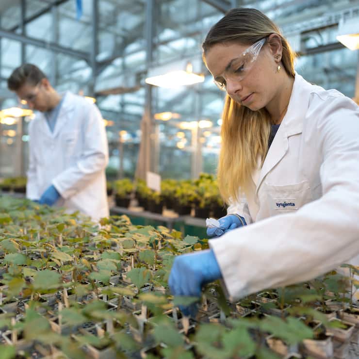 Eine Syngenta-Mitarbeiterin und ein Mitarbeiter etikettieren Pflanzen waehrend einer Versuchsreihe in einem Gewaechshaus, fotografiert am Mittwoch, 17. November 2021 in Stein, Aargau. Das Hauptaugenmerk der Syngenta Forschung in Stein liegt auf der Entdeckung und Charakterisierung neuer insektizider, fungizider und nematizider Wirkstoffe, sowie der Unterstuetzung von Pflanzenschutzmittel auf dem Markt. (KEYSTONE/Gaetan Bally)