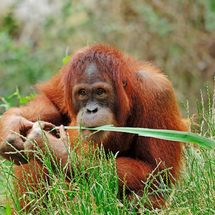 orang utan