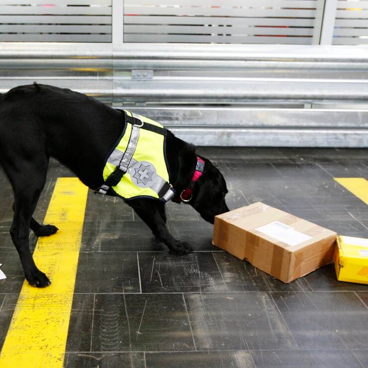 Ein Drogenhund der Schweizer Grenzwache beschnueffelt Briefe und Paeckchen, anlaesslich eines Medienrundganges im Briefzentrum Zuerich Muelligen am Donnerstag, 23. Juli 2009. (KEYSTONE/Steffen Schmidt)