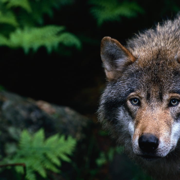 Wolf