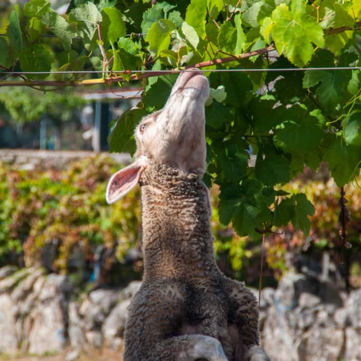 file851ibpestlebdn53utp