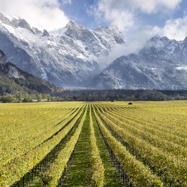 <p>Am Rand des Weindorfs Fläsch im Bündner Rheintal liegen die Weinberge von Gantenbein.</p>