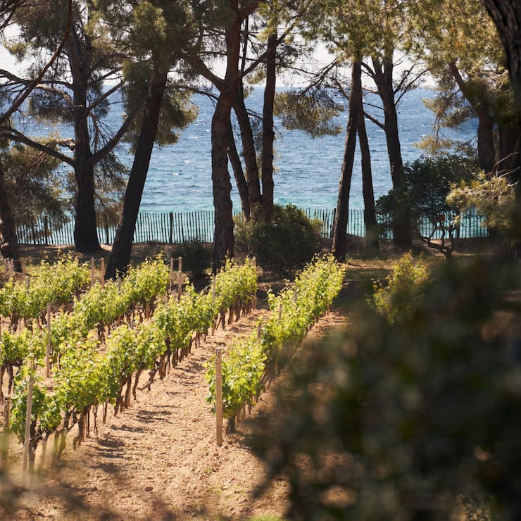 CLOS MIREILLE.jpg