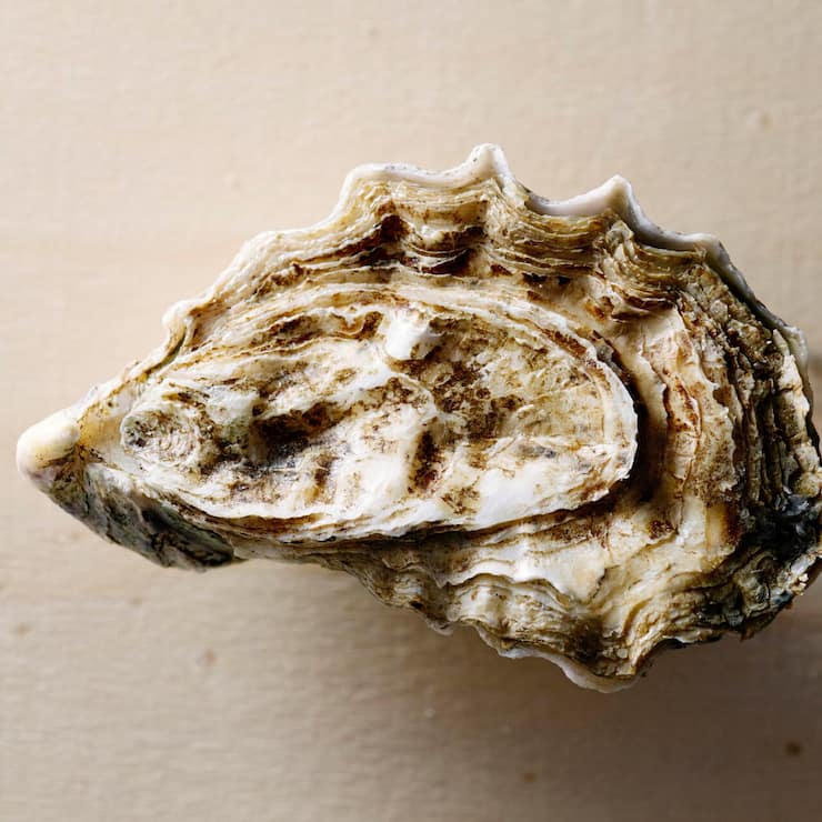 <p>Glitschig oder göttlich? Hinter der felsenharten Schale verbergen sich ein Geruch und ein Geschmack wie ein Tag am Meer.</p>