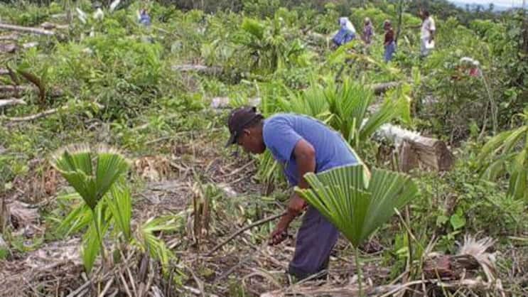 Gedeiht prächtig: Edelholzplantage von The Tree Partner Company AG in Panama.