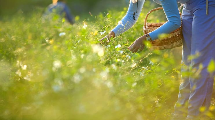Knochenjob: 15 bis 20 Tonnen Jasminblüten werden in Grasse in der Provence für Chanels Vorzeigeparfum von Hand geerntet.