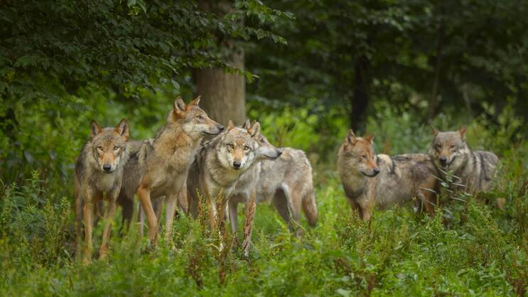 Wolfsrudel