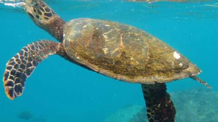Auf den Seychellen noch unter Wasser zu sehen, die Hawksbill- Meeresschildkröten. (Bild: Renate v. Scheiper)