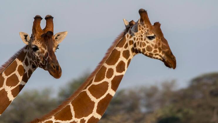 Giraffe