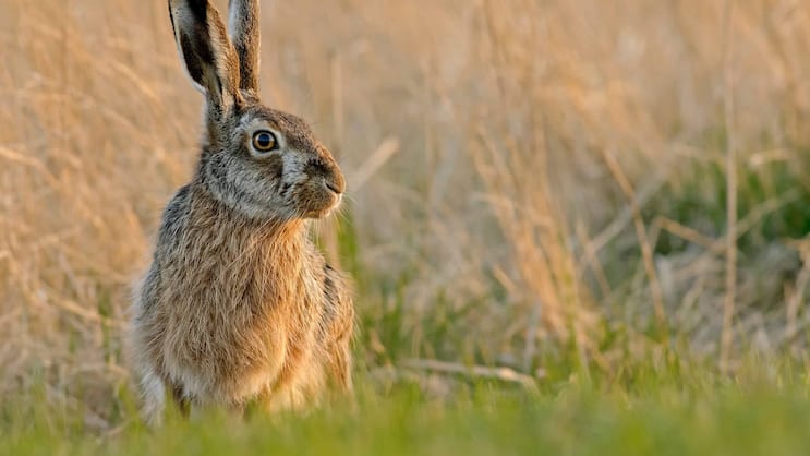 Hase