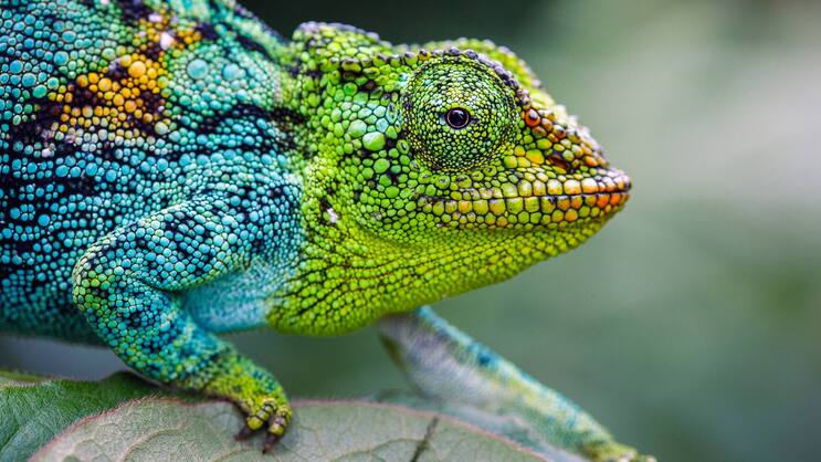 Chamaeleon
