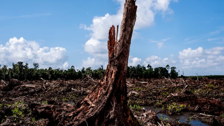 Die Kosten des billigen Snacks: Für eine Palmölplantage gerodetes Waldstück eines früheren Nationalparks auf Borneo (Indonesien).
