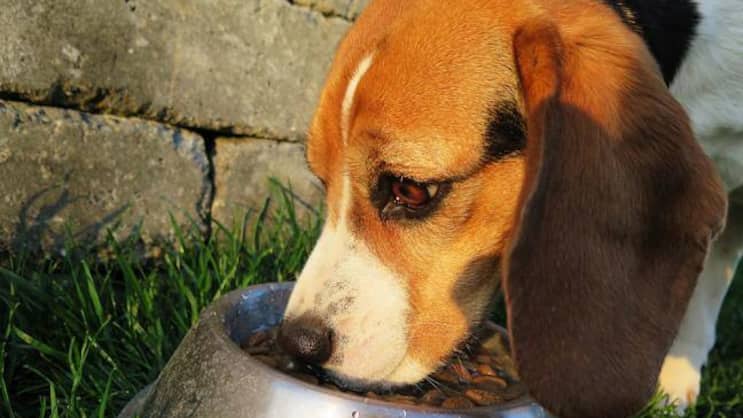 hundefutter.jpg