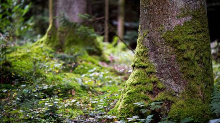 Ein Wald für Apple: Zusammen mit WWF soll die Fläche nachhaltig bewirtschaftet werden. Keystone