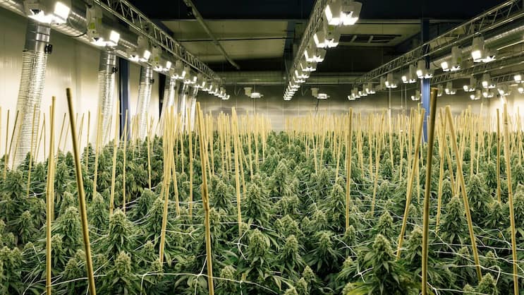 IM WACHSTUM: Trotz beschränktem Zugang zum Markt und Unsicherheiten ist das Interesse von Schweizer Investoren an Cannabis riesig.