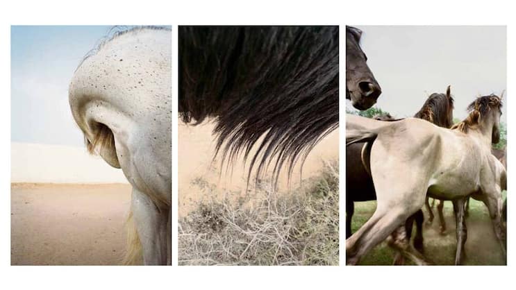 Jitka Hanzlová: Swan, Mane/Sand, Yearlings (von links), 2010, Pigmentdruck, je 7500 Franken (Galerie Mai 36).