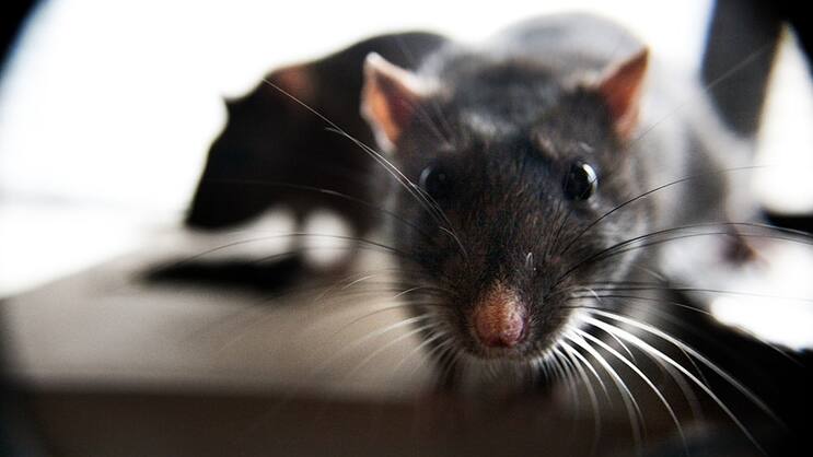 ratte.jpg