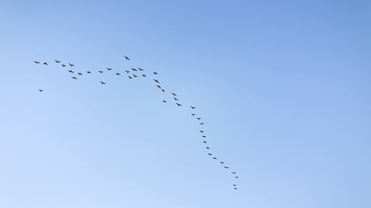 zugvogel.jpg