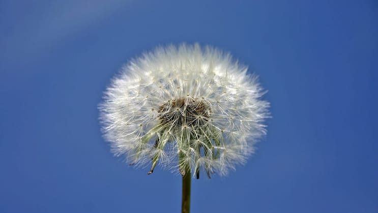 Natur: In der Bewertung von grünen Aktien gibt es starke Abweichungen. Pixabay