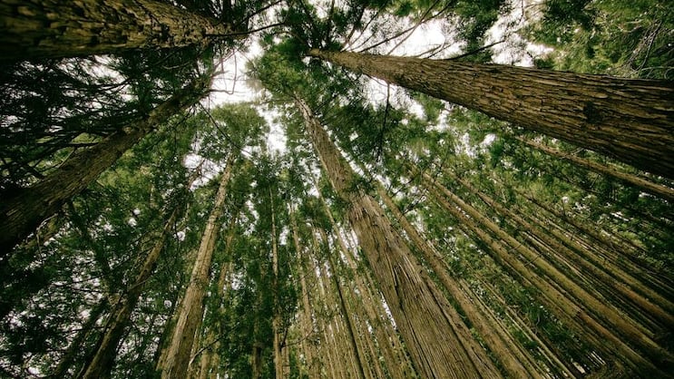 Wald: Wirtschaftlicher Erfolg und Nachhaltigkeit sind kein Gegensatz. Pixabay