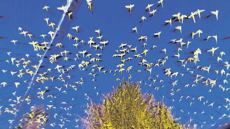 Yoshinori Mizutani: «Tokyo Parrots»