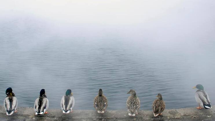 enten-gewohnheit.jpg