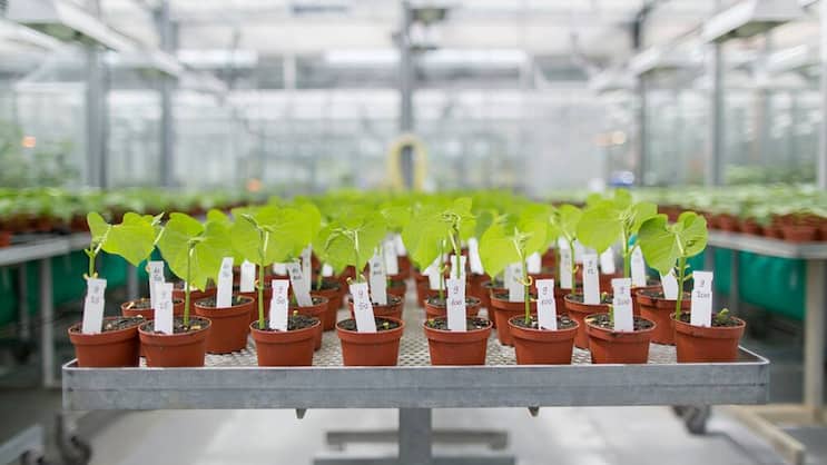 Syngenta: Soll mit ChemChina den Umsatz verdoppeln. Keystone