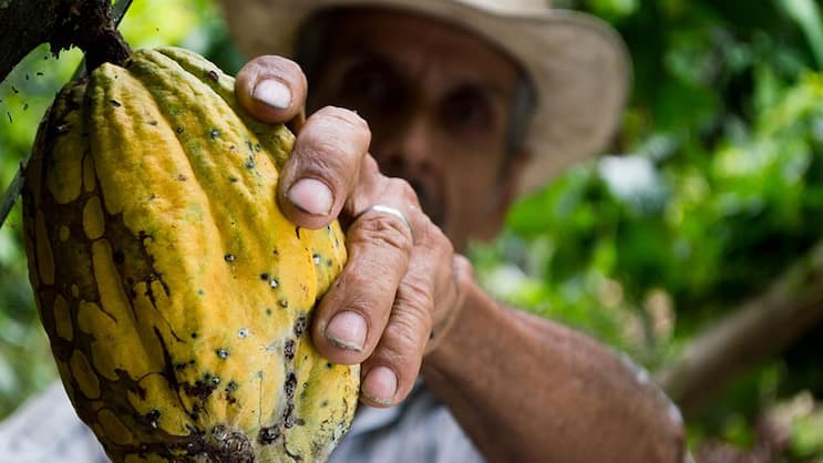 Erntereif: Bei Barry Callebaut wächst der Absatz - noch.  Pexels