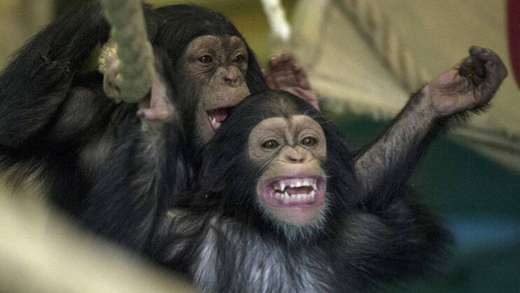 Lachen_Grinsen_Affe.jpg