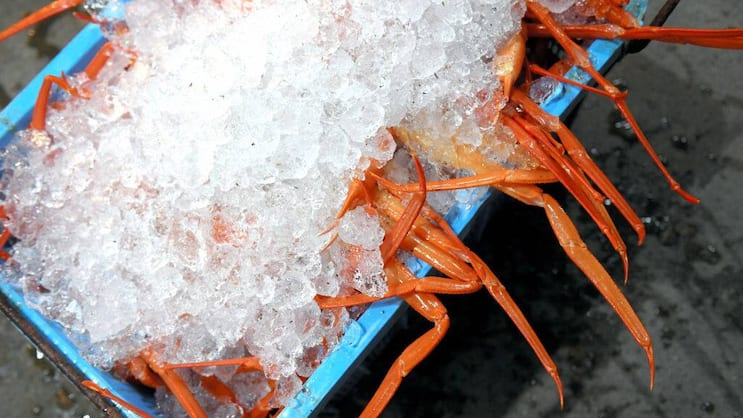 Schneekrabbe: Norwegen will verhindern, dass EU-Schiffe sie vor der Küste Spitzbergens ohne Einverständnis fangen.
