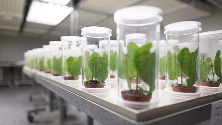Syngenta: Das Unternehmen sichert die Rendite mit Massenentlassungen.  Keystone