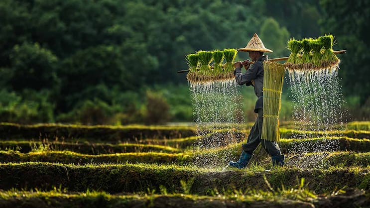 Reisbauer in Asien bei der Arbeit: Die Krise als Dauerzustand akzeptieren.