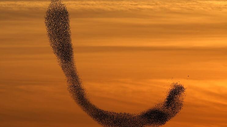 ISRAEL TIERE VOGELSCHWARM