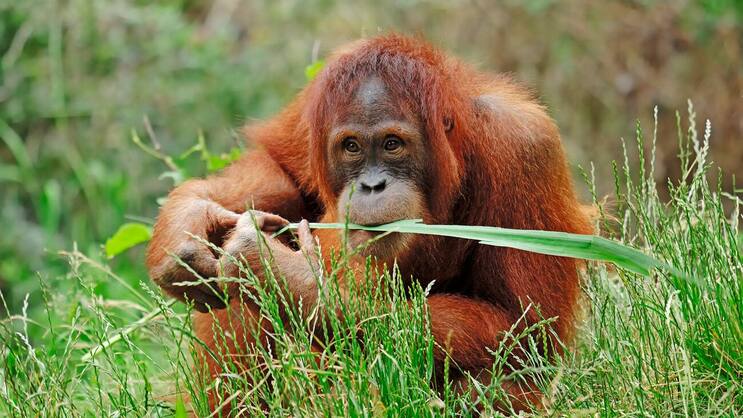 orang utan.JPG