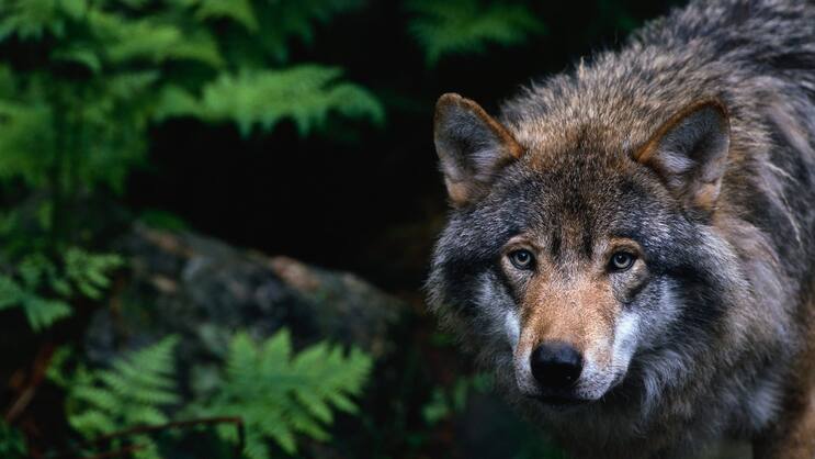 Wolf