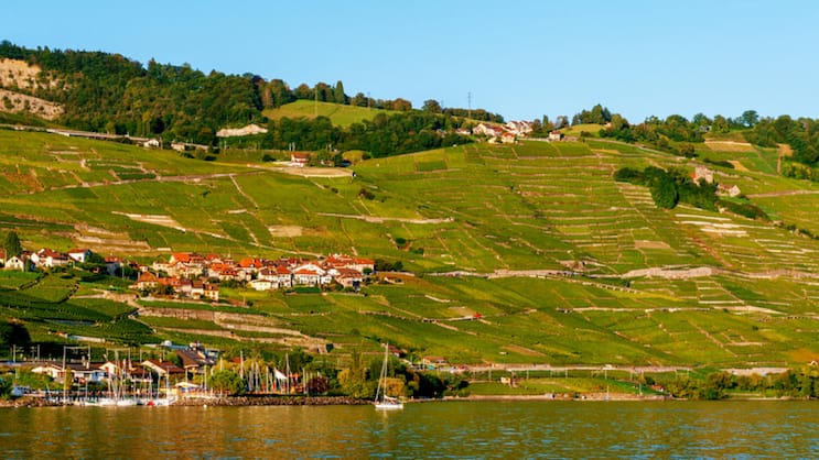 Die alte Gamay-Varietät Plant Robert wird ausschliesslich im Lavaux und hier vor allem in der Region von Cully angebaut.