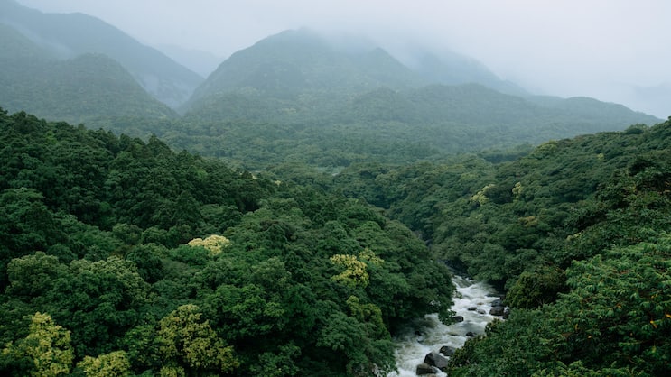 River running through lush green forest in rain, Yakushima Island, Japan