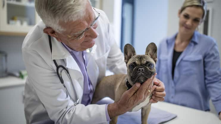 Für viele Menschen sind Hunde und Katzen wichtige Begleiter.