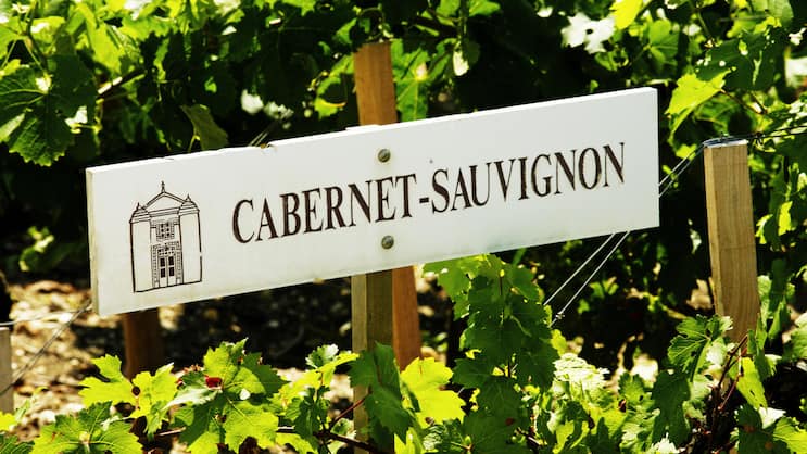 Cabernet Sauvignon ist die weltweit die meistangebaute Rebsorte. Sieben Prozent der weltweiten Anbauflächen sind damit bestockt.