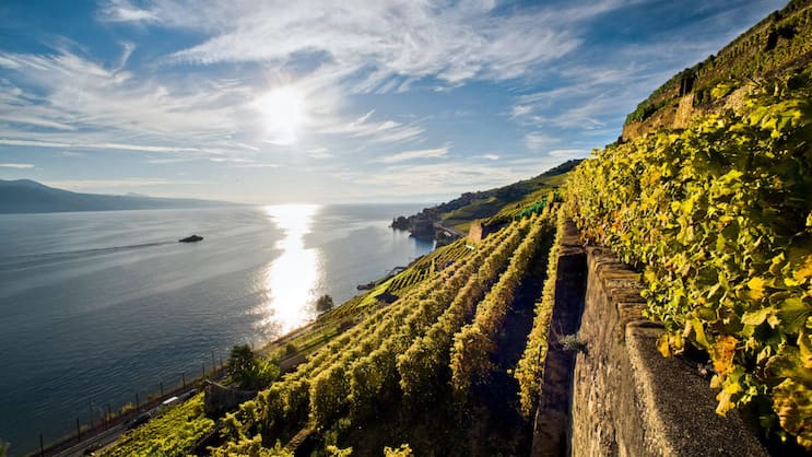 Die steilen, terrassierten Rebberge des Lavaux gehören seit 2007 zum Unesco-Weltkulturerbe. Die 10'000 Rebterrassen werden von Rebmauern gestützt, die aneinandergereiht rund 450 Kilometer lang wären.