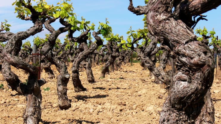 Es kommt auf die Sorte und aufs Alter an: Diese knorrigen Reben in Südfrankreich wurzeln tief und sind genügsam. Sorten wie Grenache kommen gut mit Hitze und Trockenheit zurecht.