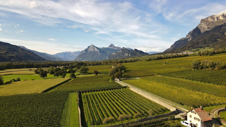 Die Parzelle Schöpfi in Malans ist eine von fünf Pinot-noir-Lagen, die Fromm separat abfüllt.