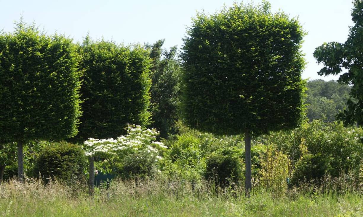 Das Haus befindet sich in einer parkähnlichen Gartenanlage welche eine historische Rosenkollektion von über 450 Rosensorten beinhaltet.