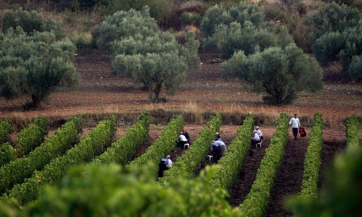 Anbaufläche: Von den total 33'573 Hektaren befinden sich 22'285 Hektaren
im Département Marne, 7'931 Hektaren in den Départements Aube und Haute-Marne und 3'357 Hektaren in den Départements Aisne und Seine-et-Marne.